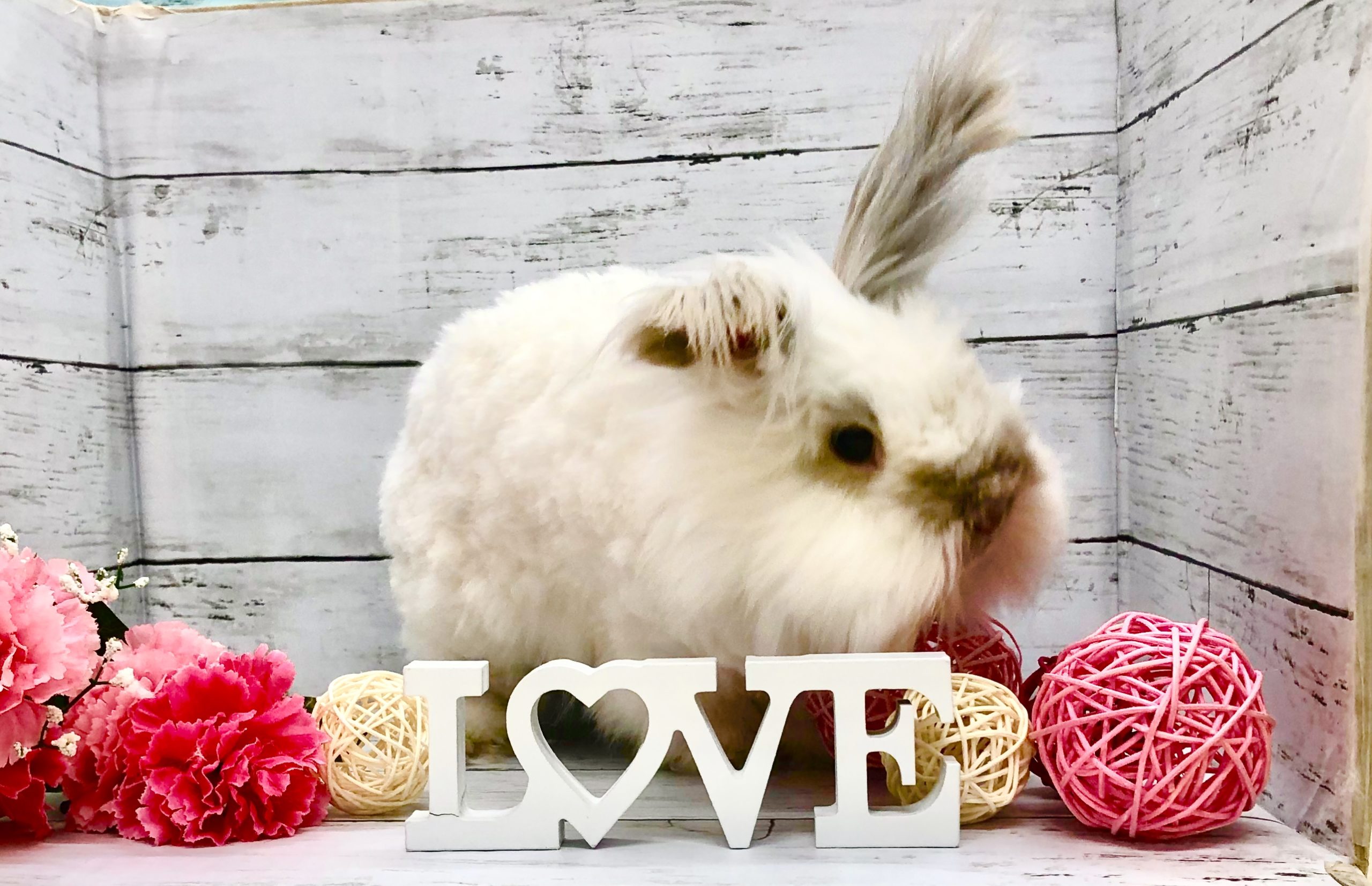 うさぎを預けるのに本当にオススメしたいホテル 東京 兎月メイのブログ